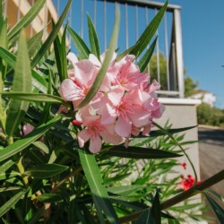 oleander-urban-suites-trogir-sea-view